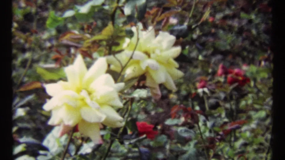 A second close garden view shows pale yellow roses, leaves, stems, and out-of-focus red flowers in 1967 Montreal home-movie footage.