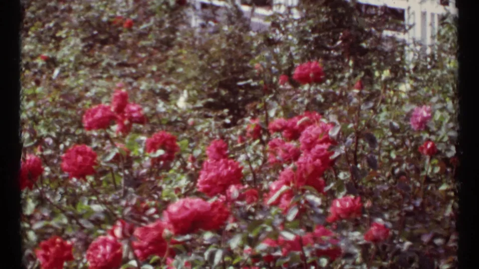 1967 Montreal garden frame showing a bed of red roses amid dense foliage, with a light building edge partly visible at the far right.