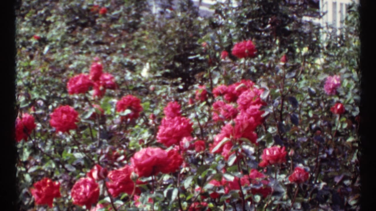 Red roses and green foliage fill a softly focused garden view.