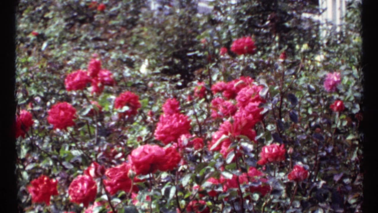 Color 8mm view of red and pink garden flowers in Montreal, framed by leaves and soft background growth.