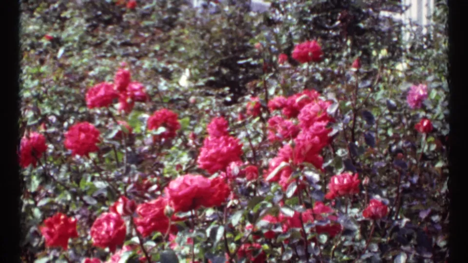 1967 home-movie frame from Montreal showing clusters of red roses across a dense, shaded flower bed.