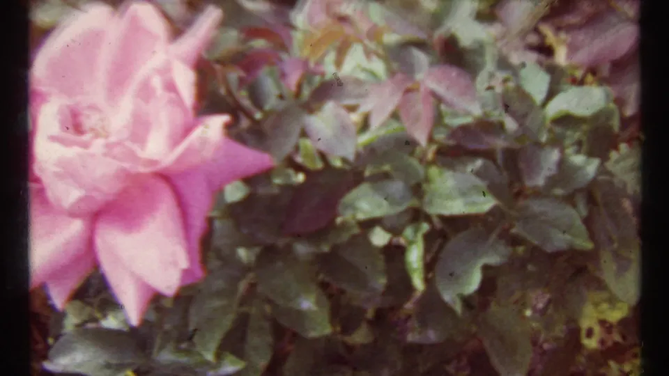 Close 8mm garden frame showing a pale pink rose and surrounding green leaves, with soft focus and film grain.