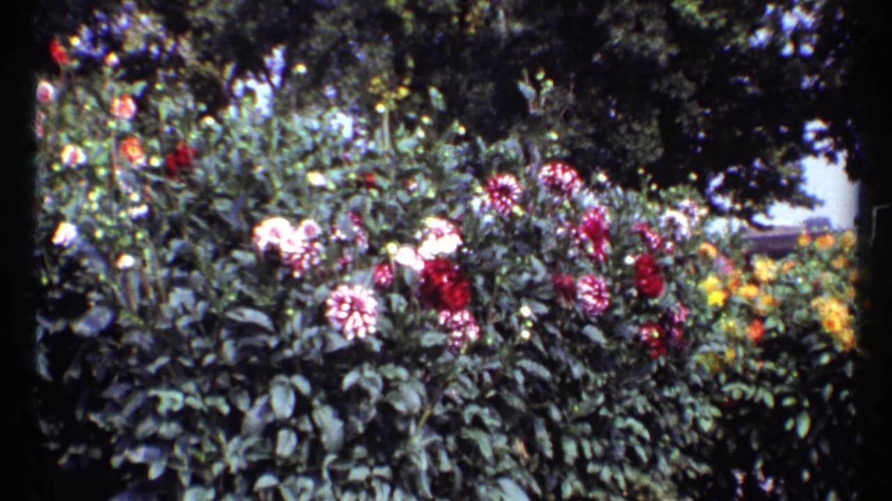 1967 Montreal home-movie frame showing a shaded garden bed with colorful flowers and dense green foliage.