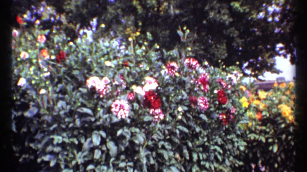 Flower bed with mixed blossoms, leafy plants, and dark tree canopy above.