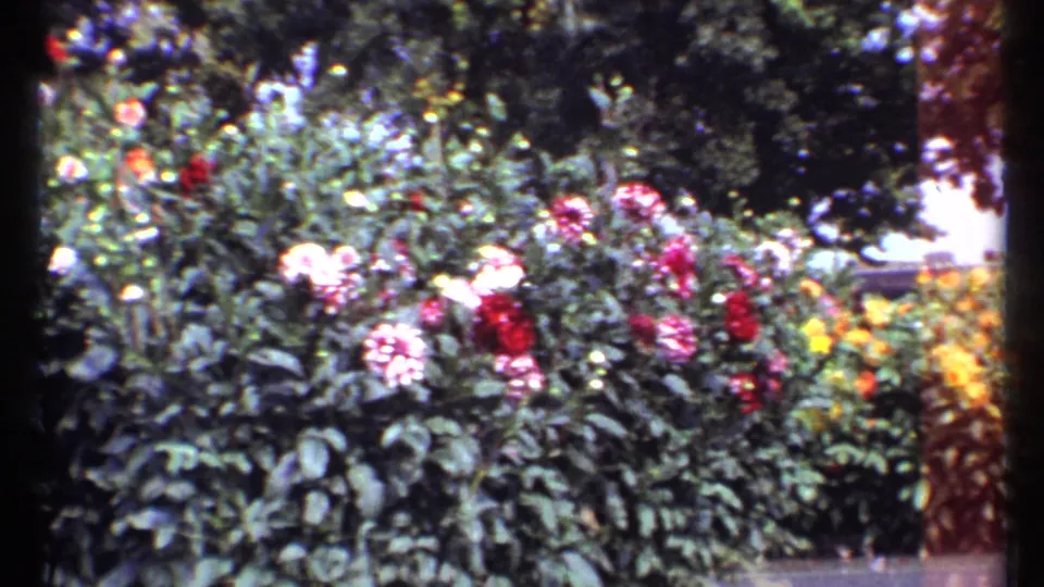 1967 Montreal home-movie frame of a flower bed with saturated blooms, foliage, and a tree trunk near the edge.
