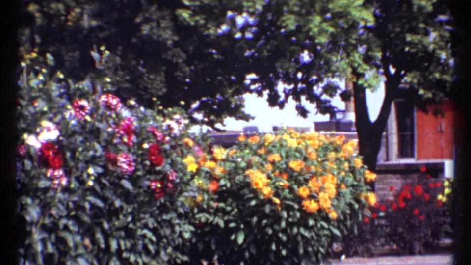1967 Montreal garden frame showing yellow and red flowers, dense foliage, a tree, and a partial residential exterior.