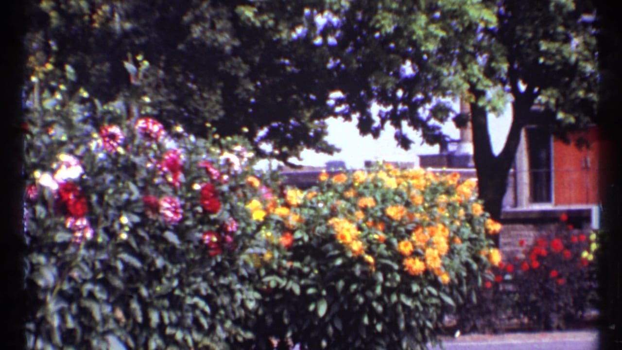 Wide view of red and yellow flower beds beside houses and trees.