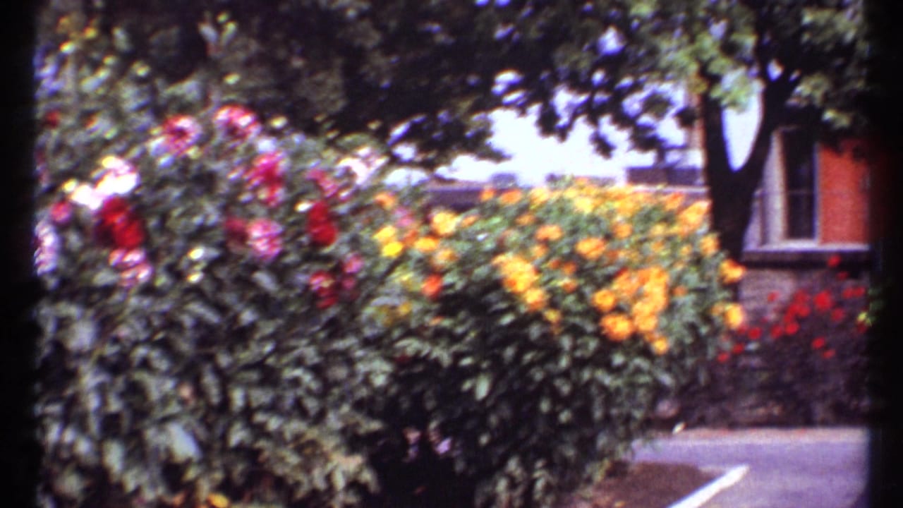 Flowering garden with yellow blooms near a road and house fronts.