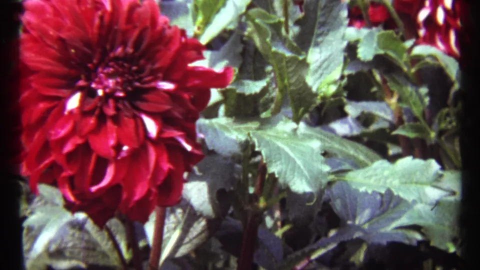 Close 8mm frame of a red dahlia bloom with green foliage, from the 1967 Montreal garden footage.