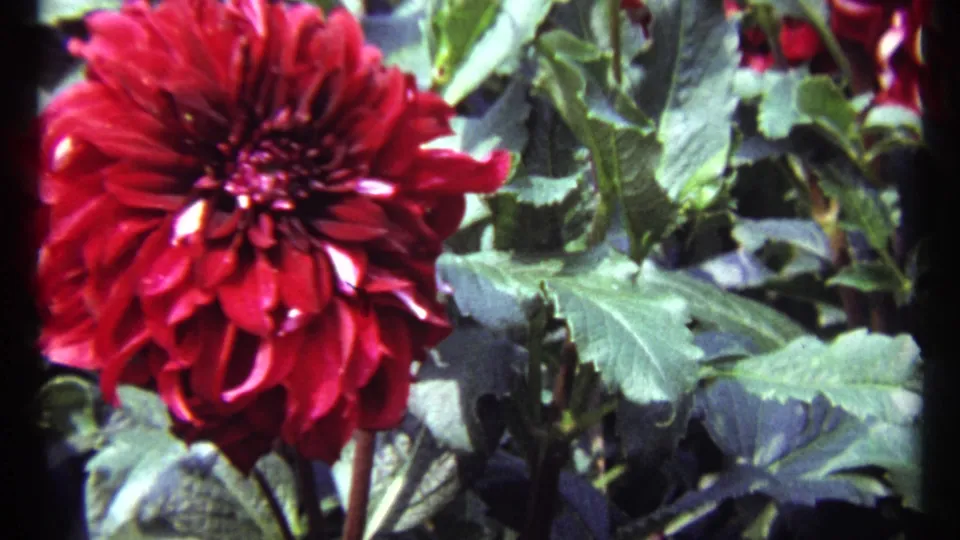 1967 Montreal close-up of a red dahlia and surrounding foliage, with saturated 8mm color and soft focus.