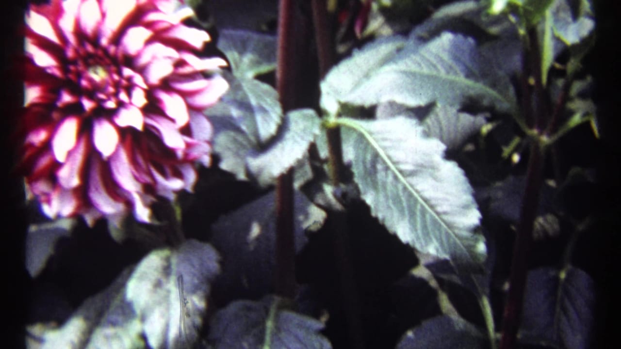 Pink dahlia bloom with green leaves and dark stems in close-up.