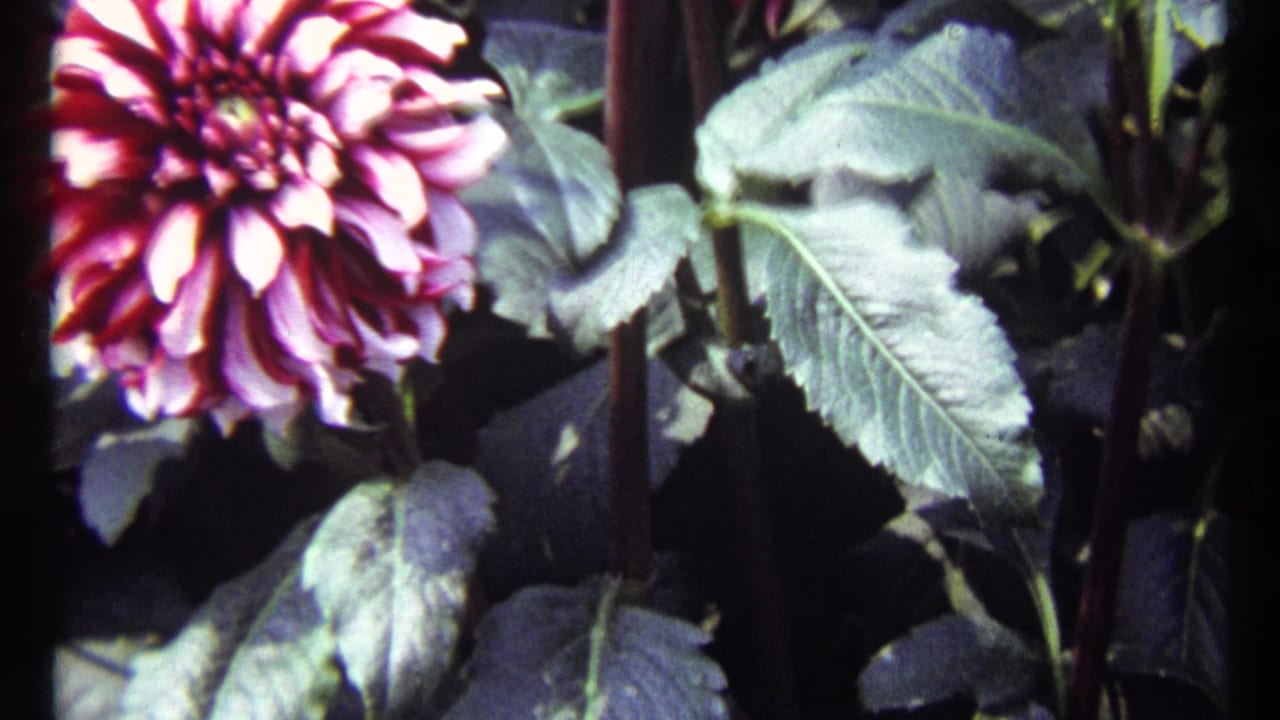 Pink dahlia at left with large green leaves and dark garden background.