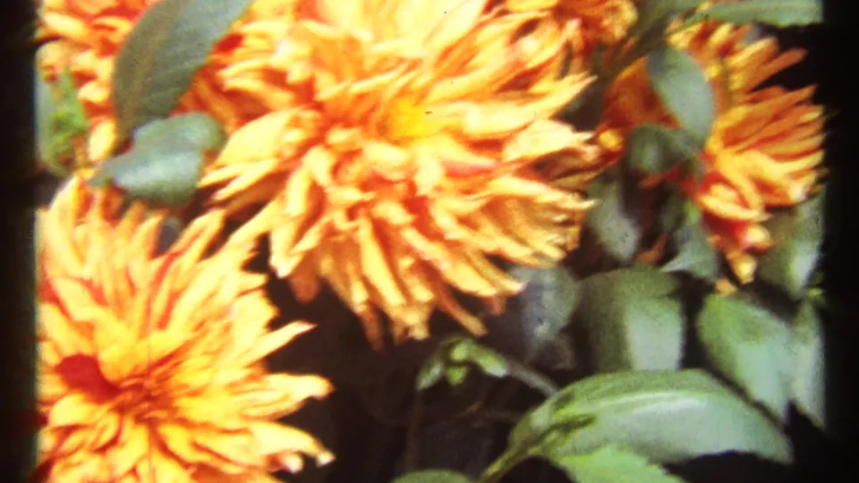 Golden-yellow dahlias fill the lower garden frame, surrounded by green leaves in soft 8mm color.