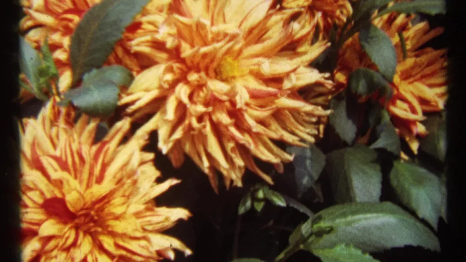 Close 8mm view of yellow dahlia blossoms with layered petals and green leaves, supported by 1967 Montreal metadata.