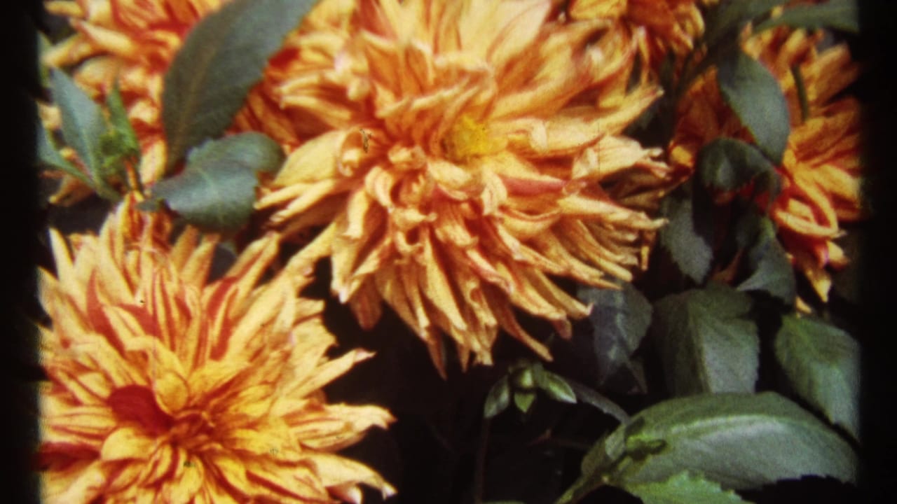 Close view of orange chrysanthemums with green leaves in a garden.