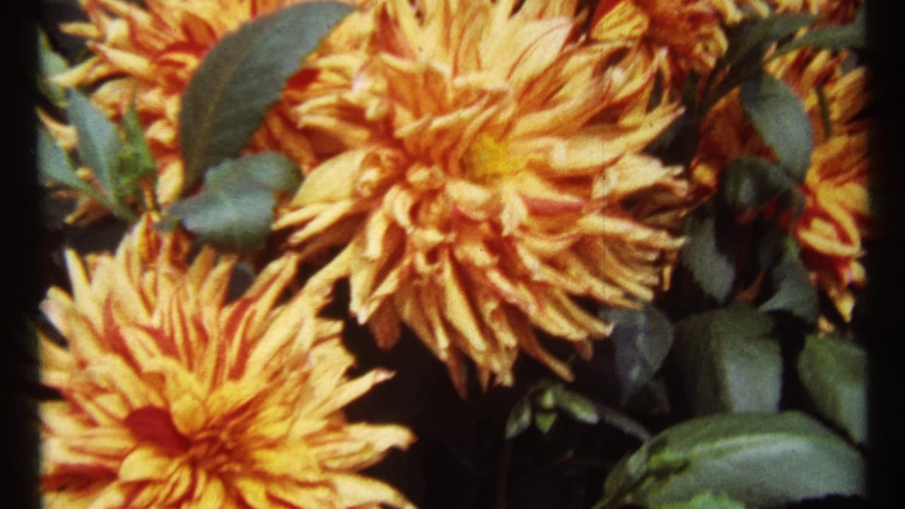 Orange chrysanthemums and green foliage seen in close-up.
