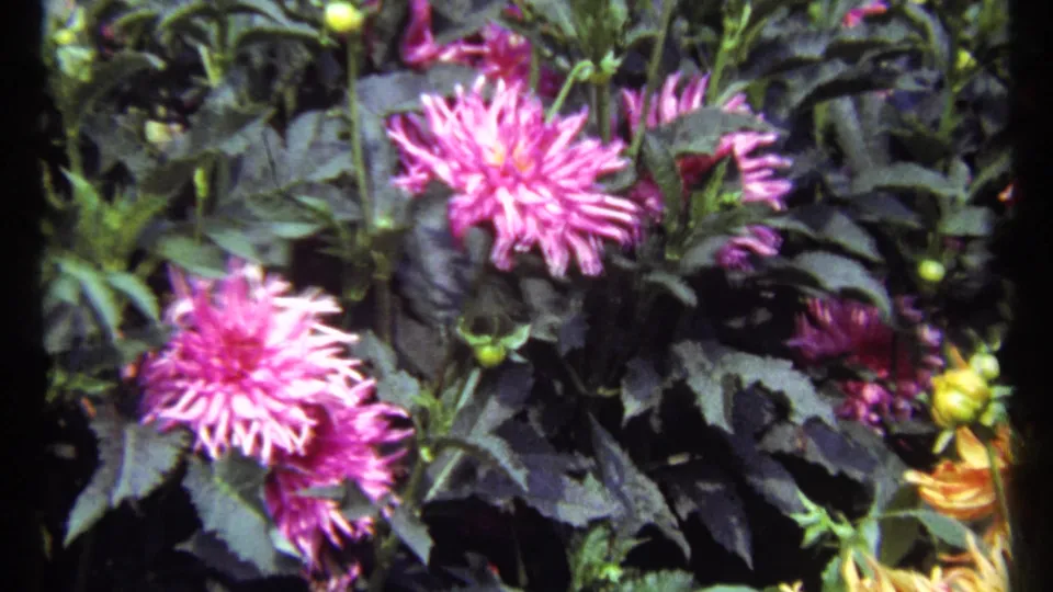 1967 Montreal 8mm frame with pink chrysanthemums, buds, and leafy garden growth in close view.