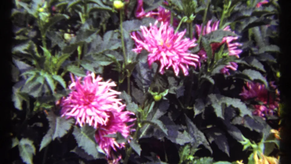 Close color 8mm frame of pink chrysanthemums and leafy growth from supplied 1967 Montreal footage.