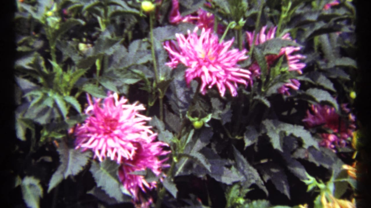 Close view of pink dahlias and dark green leaves filling the frame.