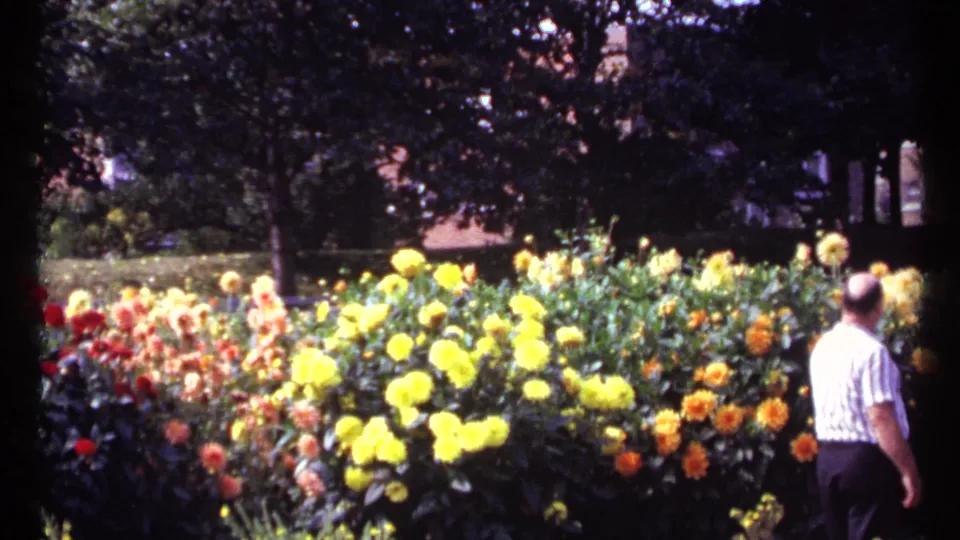 Wide view of a colorful Montreal flower bed with an adult man observing the blooms at the edge.