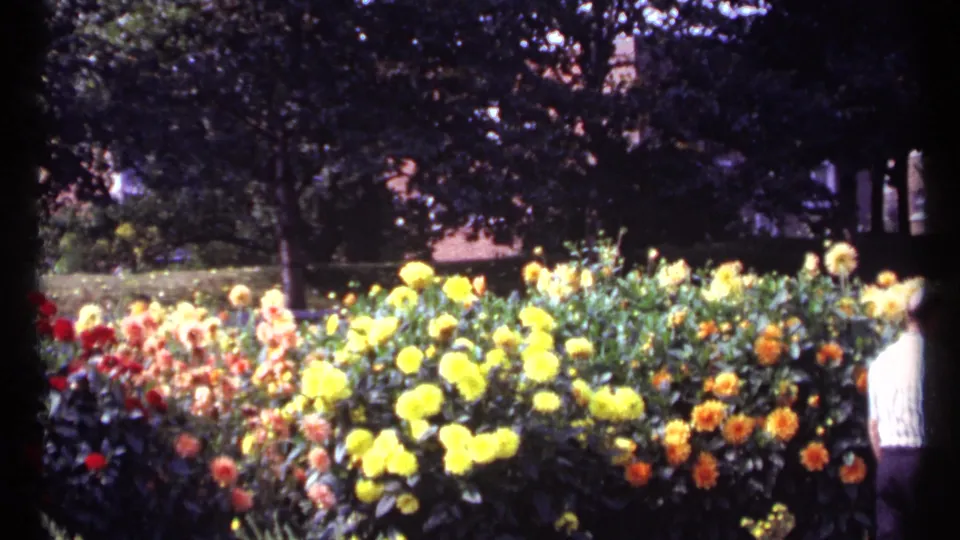 A dense 1967 Montreal flower display fills the frame, with part of an adult visitor visible near the right edge.