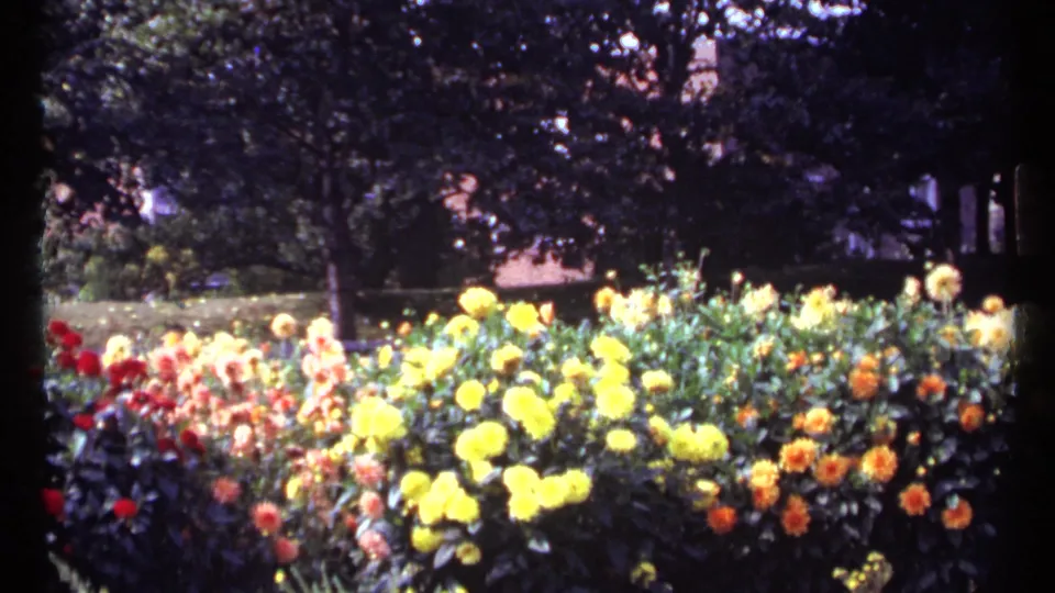 Wide 8mm view of a Montreal garden bed with yellow and orange flowers beneath dark tree shade.