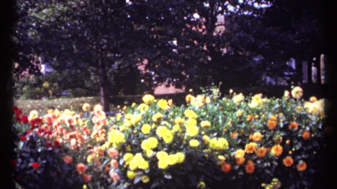 Wide view of a colorful flowerbed with yellow, orange, and red blooms under trees.