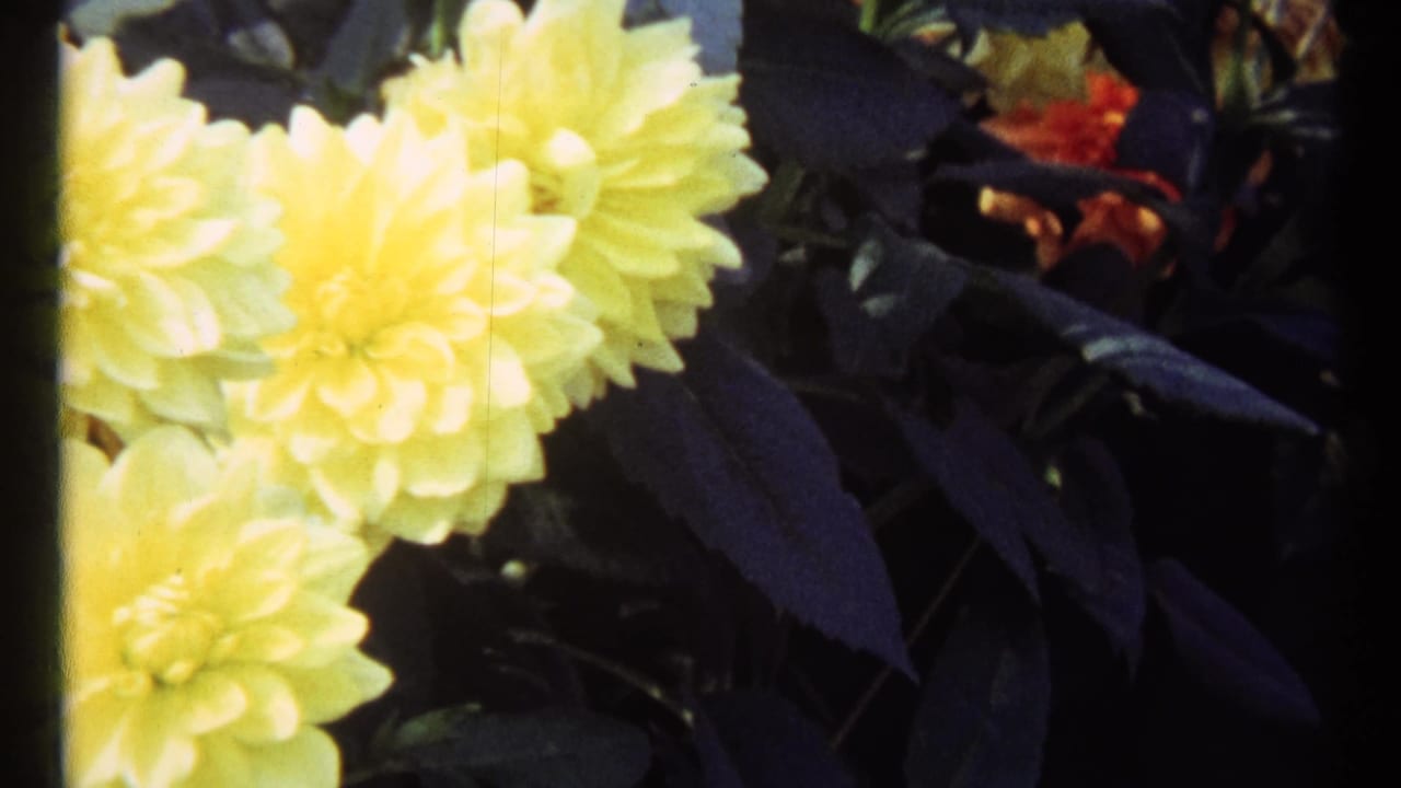 Close view of pale yellow dahlias beside dark green leaves and orange flowers.