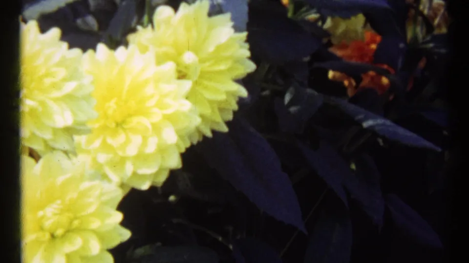 1967 Montreal 8mm close-up of large yellow dahlias with deep green leaves and shadowed garden foliage around them.