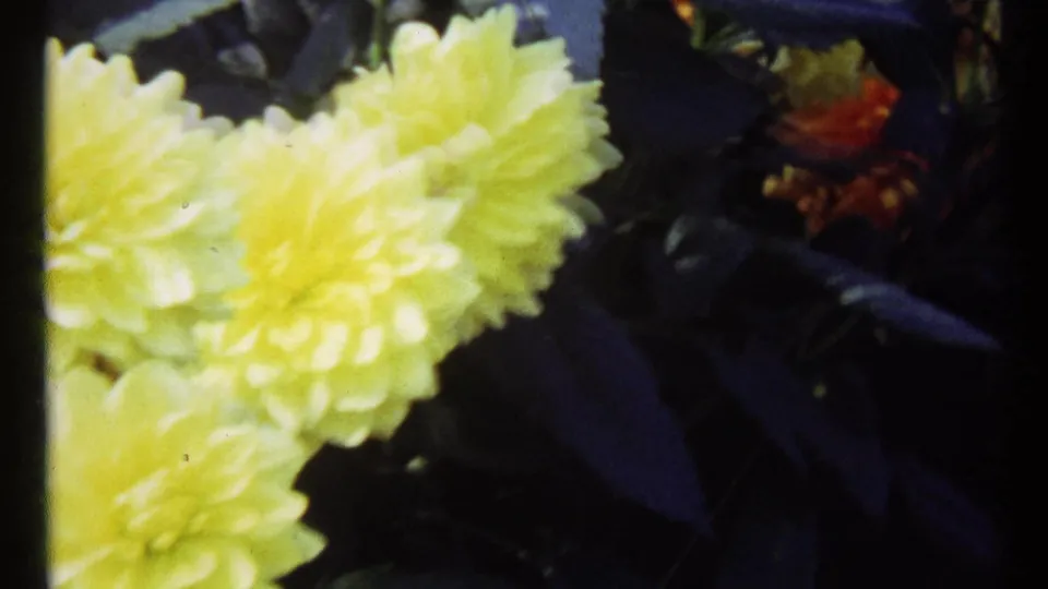 Final 1967 Montreal 8mm frame with soft yellow dahlia blossoms, dark foliage, and small orange flowers in the shaded background.