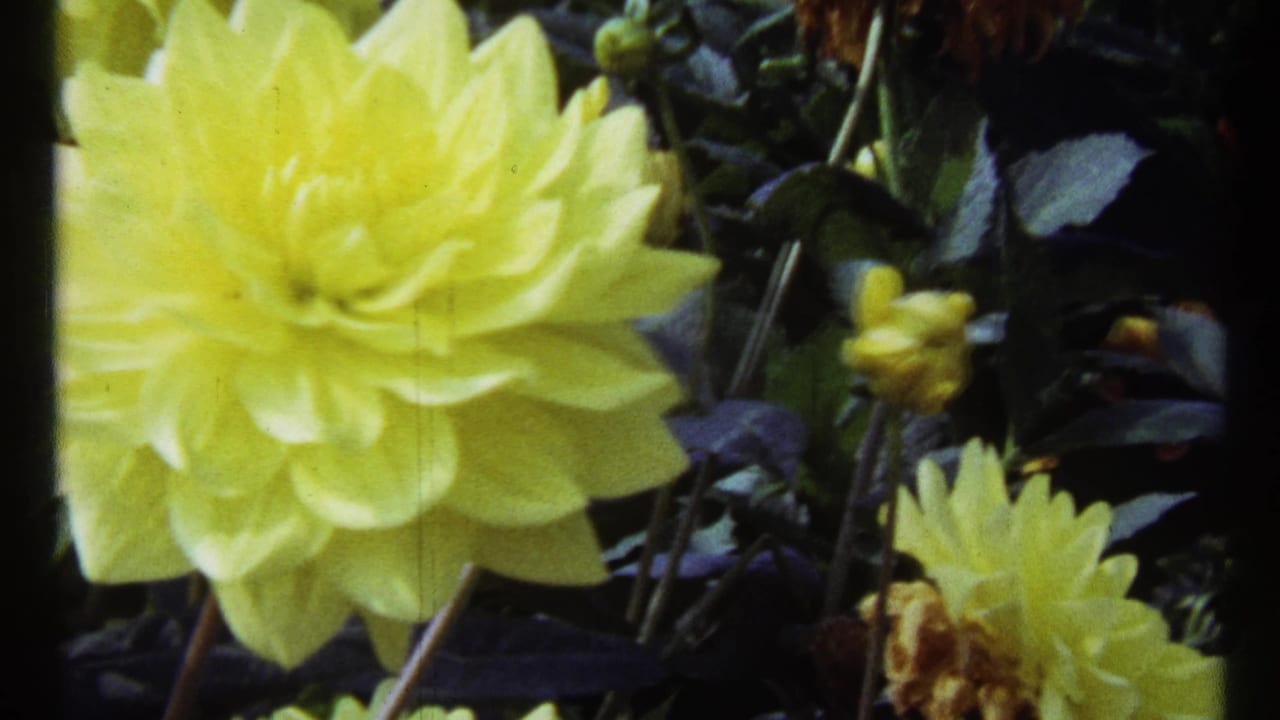Close 1967 Montreal 8mm view of a yellow dahlia with layered petals, dark foliage, stems, and smaller yellow blooms behind it.