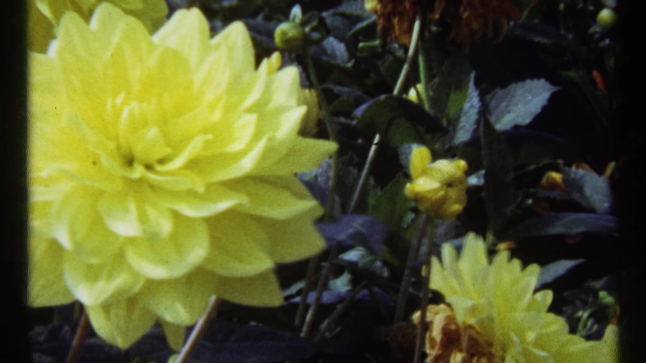 Yellow dahlia and nearby buds seen in a steady garden close-up.