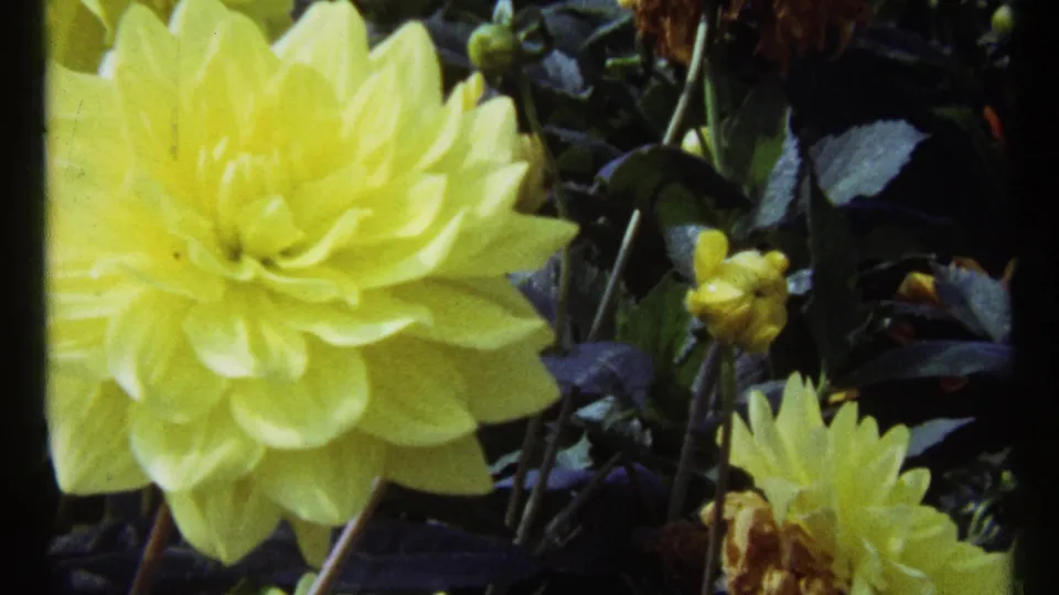 The 8mm frame shows a softly focused yellow dahlia in a Montreal garden, with dark leaves, upright stems, and smaller yellow flowers nearby.
