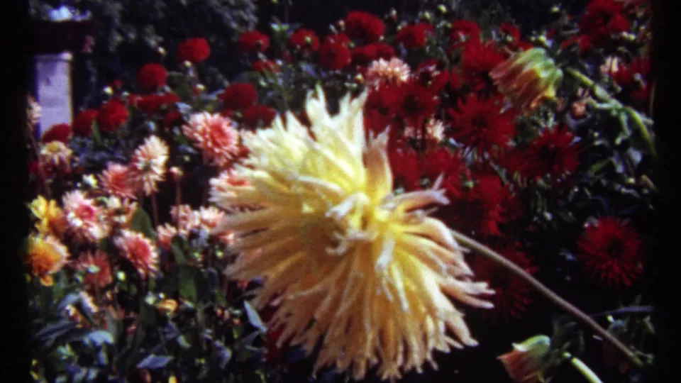 A wider 1967 Montreal garden view shows a pale yellow dahlia leaning in front of red dahlias, pink blossoms, leaves, and stems.