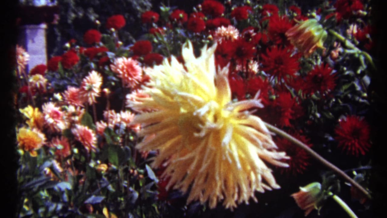 1967 Montreal 8mm frame showing a yellow dahlia foregrounded against red, pink, and orange garden flowers.