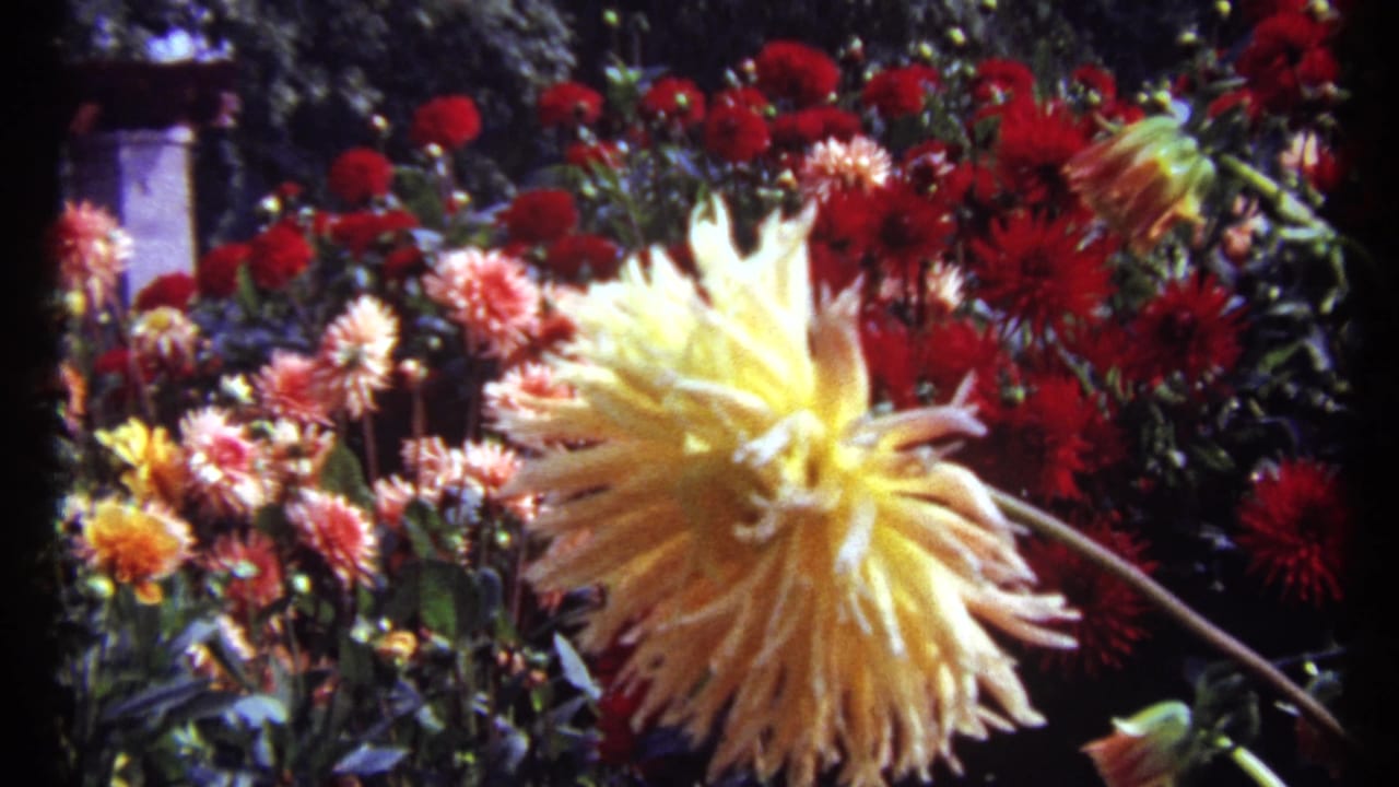 Close garden view with a pale yellow dahlia and dense red flowers behind it.