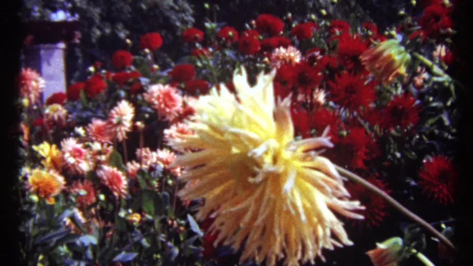 1967 Montreal garden footage frame with a pale yellow dahlia leaning across red and peach-colored blooms.