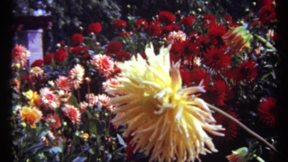1967 Montreal 8mm frame of a garden bed with a large yellow dahlia surrounded by red, pink, and orange flowers.