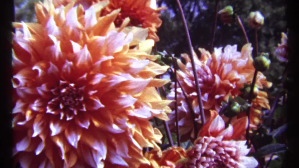 1967 Montreal 8mm close-up of orange and pink dahlias with dark stems, buds, and garden foliage.