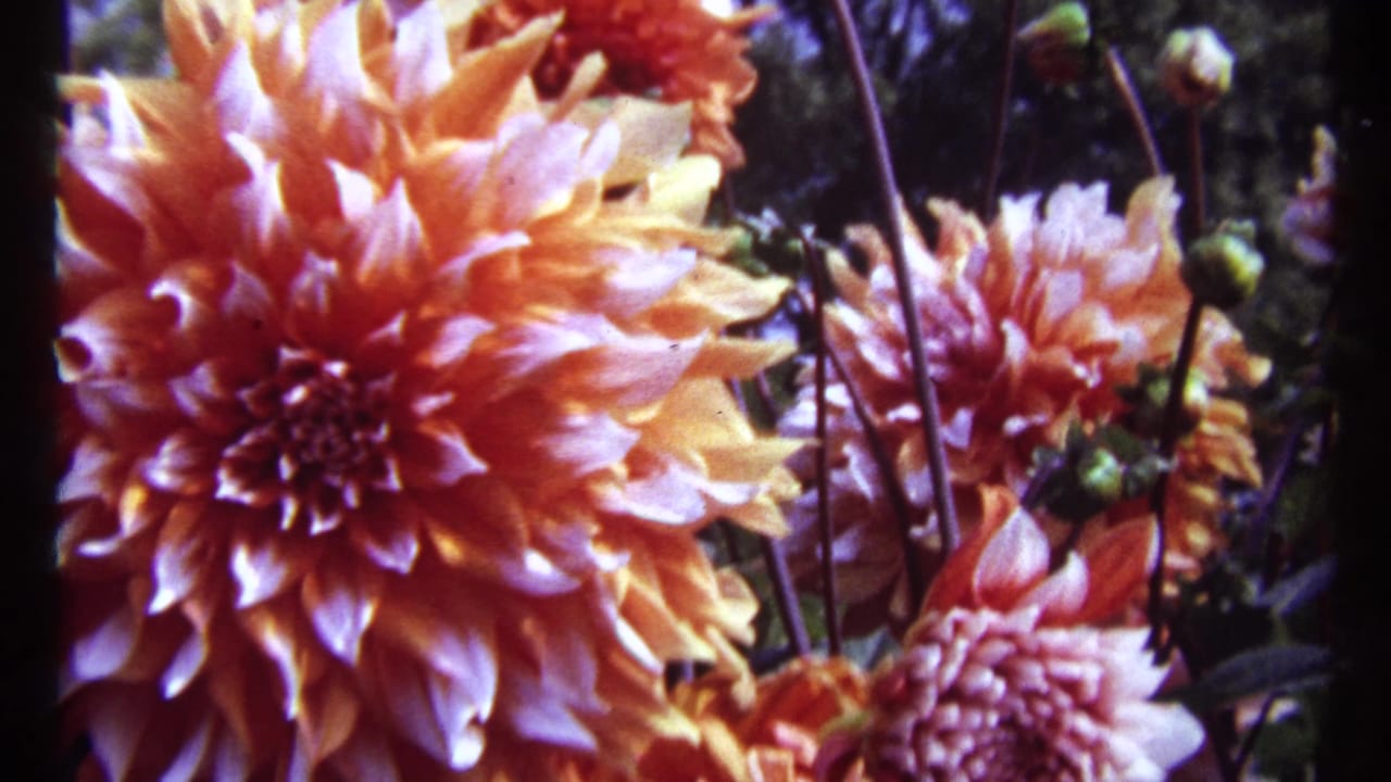 Orange dahlia blossoms fill the frame with dark stems and green foliage behind them.