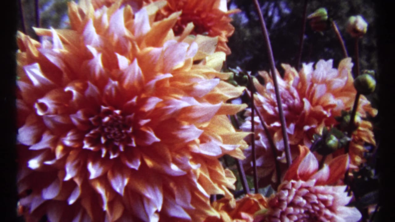 Handheld 8mm frame of orange dahlia flowers in bloom, with unopened buds and leaves visible in the Montreal garden setting.