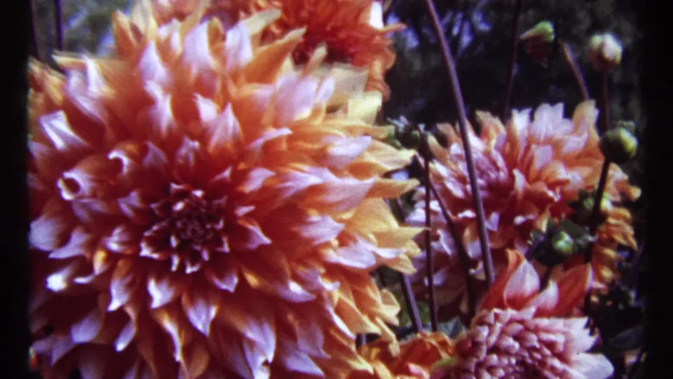 Soft, saturated 1967 8mm close-up of an orange dahlia bloom, with nearby blossoms and stems visible in the garden.