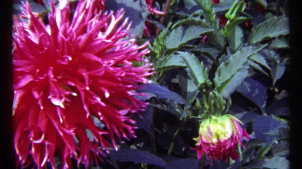 Close 8mm view of a vivid magenta dahlia with a hanging bud and dense green foliage, consistent with the 1967 Montreal garden footage.