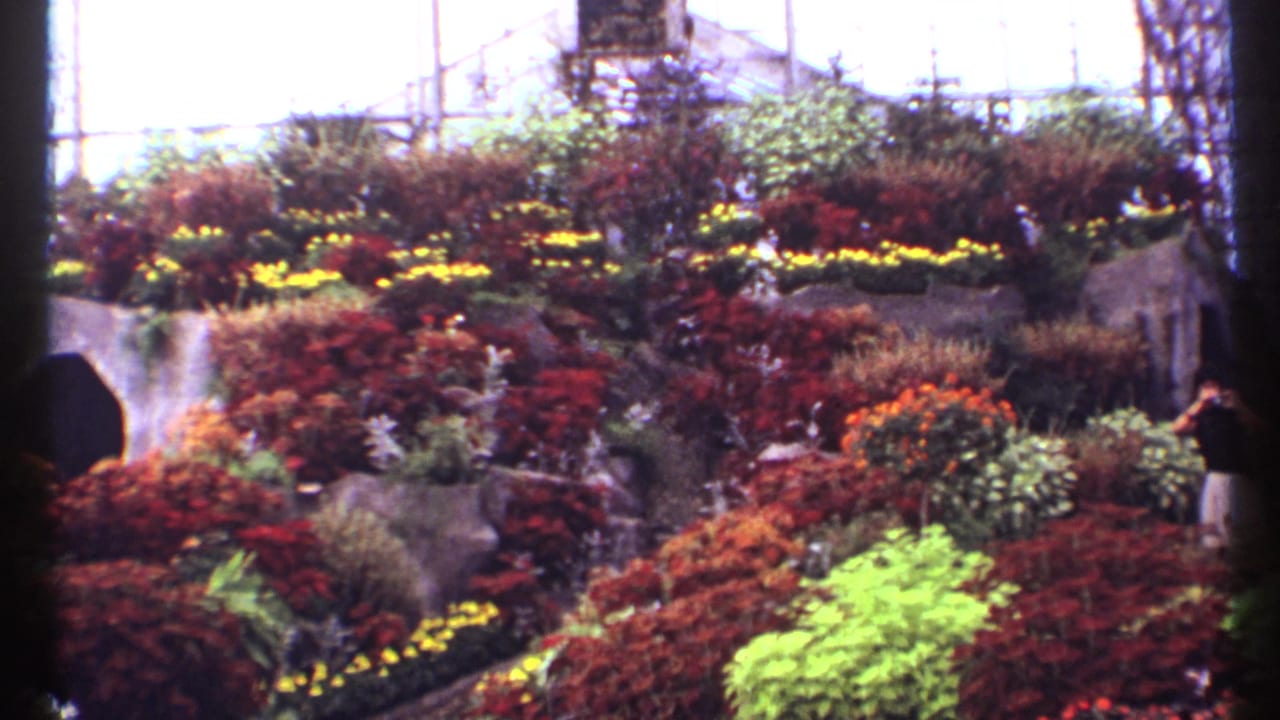 1967 Montreal greenhouse view with layered flowers, a waterfall, glass roof lines, and a visitor raising a camera at right.