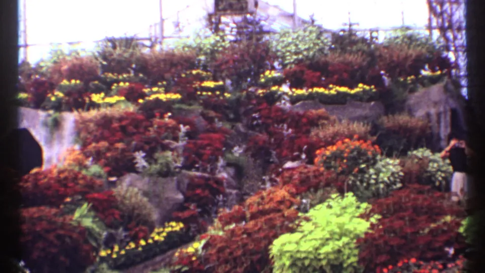 1967 Montreal 8mm frame of a dense greenhouse display with red foliage, yellow blossoms, green plants, and roof structure above.