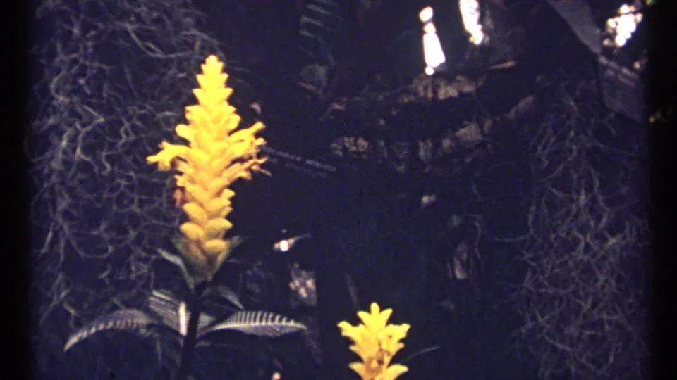 1967 Montreal greenhouse detail showing tall yellow blossoms and broad leaves against a darker plant-filled interior.