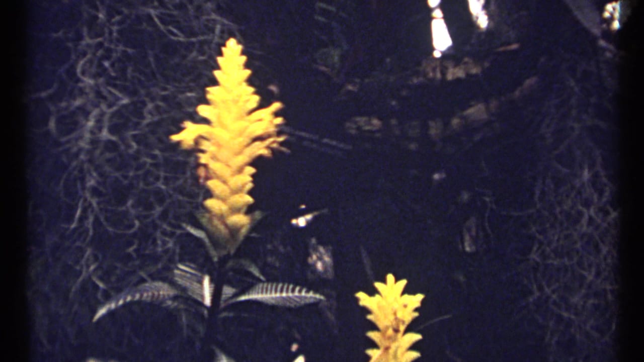 Yellow flower spike against dark foliage and hanging branches.