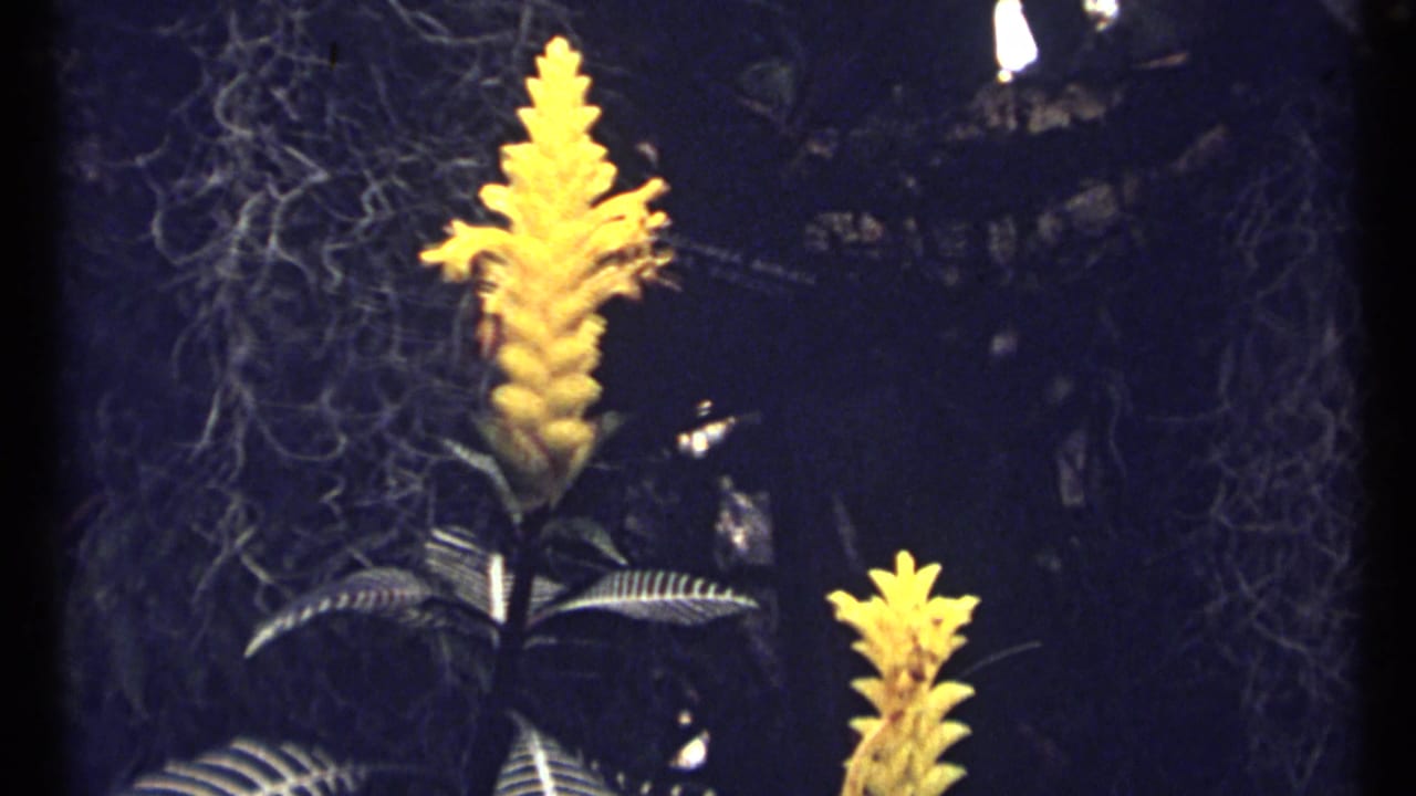 Two yellow flower spikes in a shadowy planted setting.