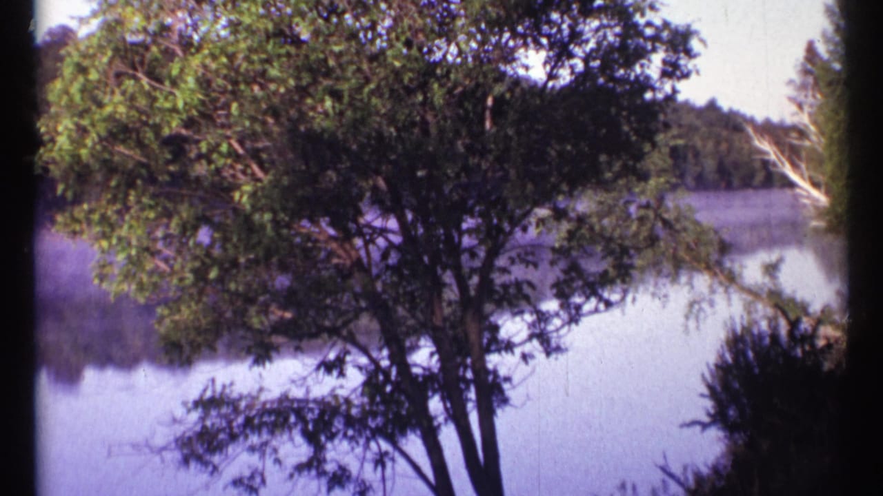 A lakeside view with trees in the foreground and water behind them.