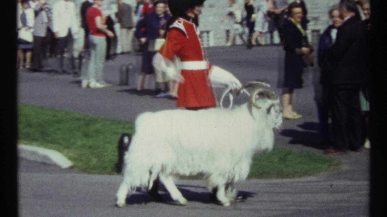 White horned goat walking beside a red-coated guard as spectators stand nearby.